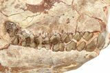 Fossil Oreodont (Merycoidodon) Skull w/ Vertebrae - South Dakota #227375-4